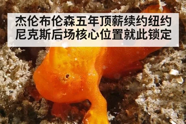 杰伦布伦森五年顶薪续约纽约尼克斯后场核心位置就此锁定